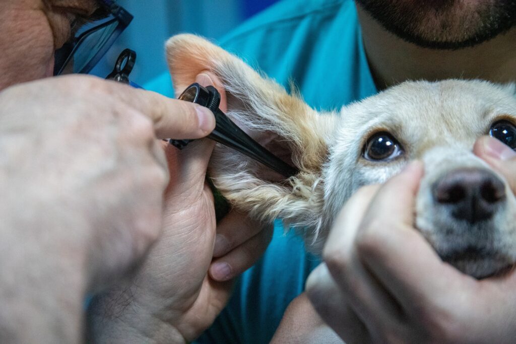 Tosquia e Grooming