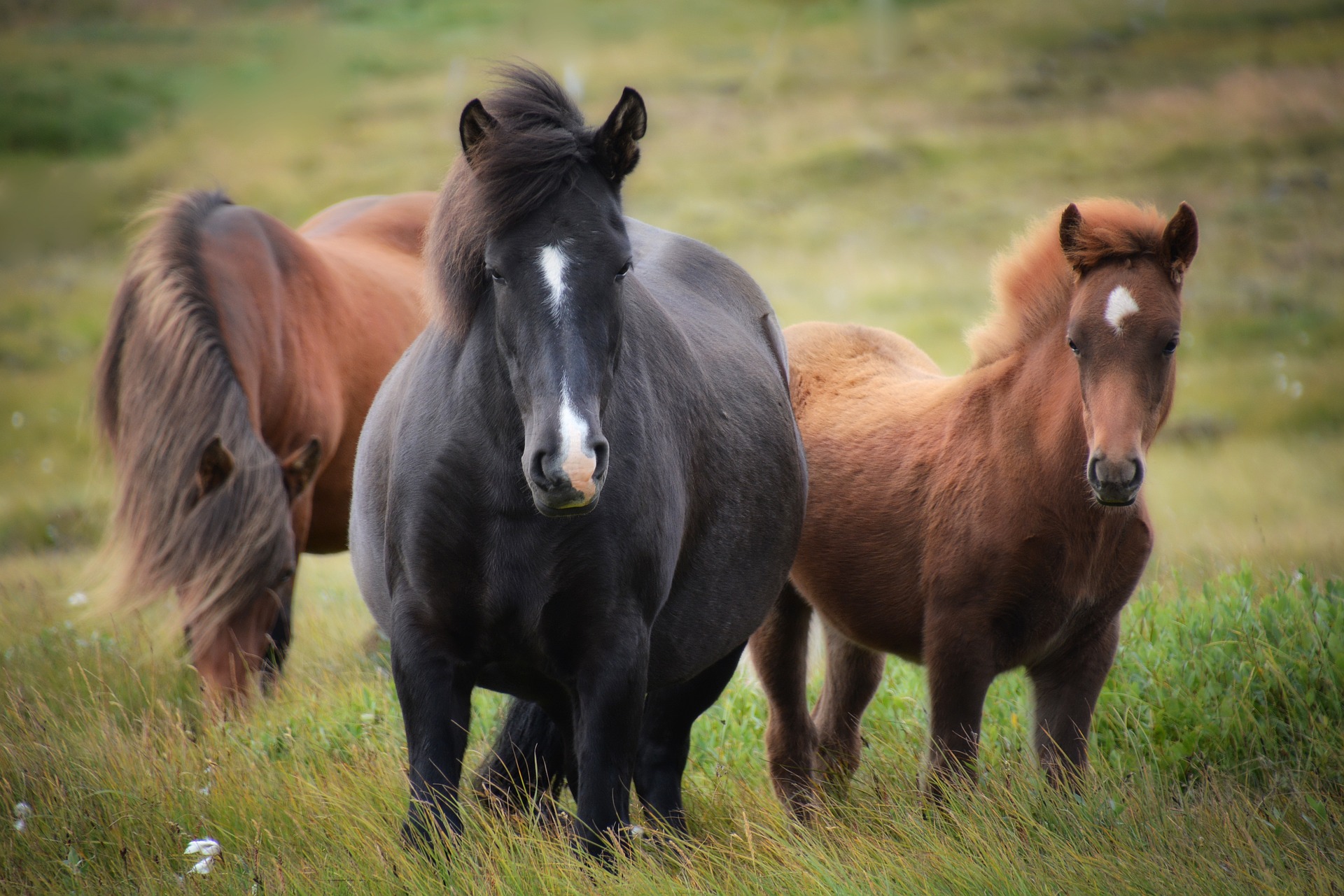 Cuidados Animais e Veterinária