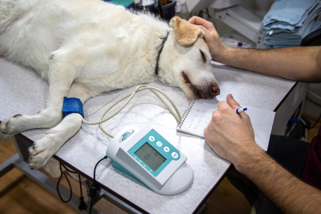 Auxiliar de Clínica Veterinária