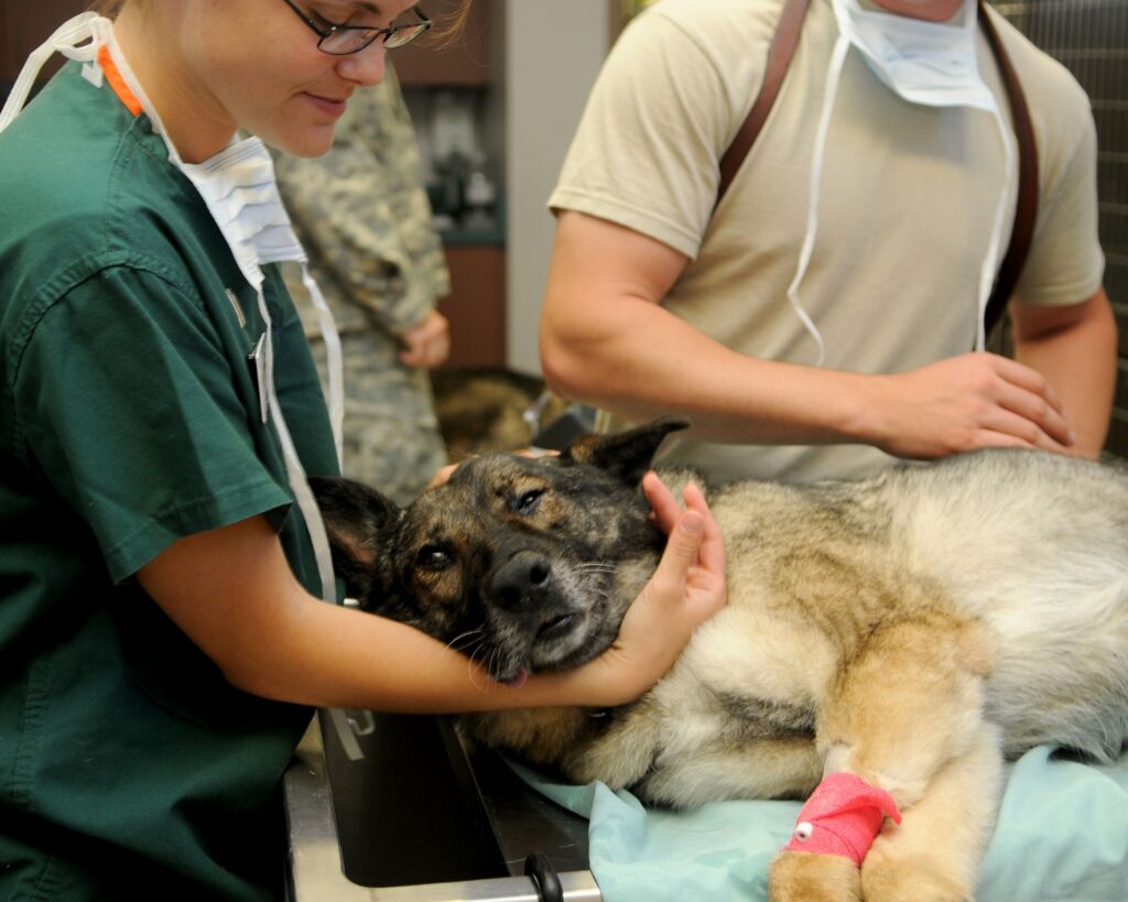 Auxiliar de Clínica Veterinária